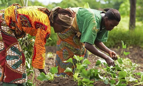 How to properly exploit National Farmers’ Day for dev’t